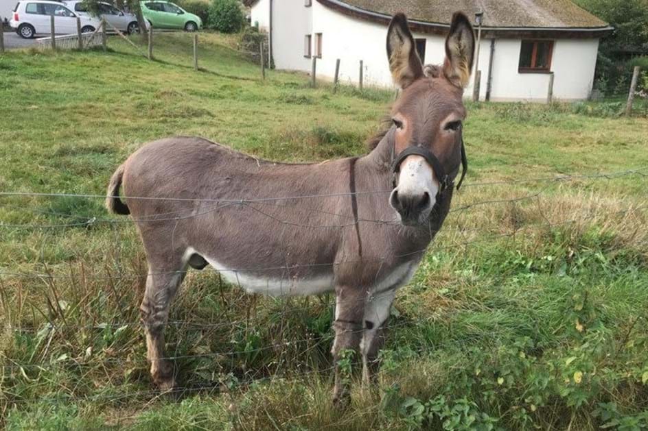 Burro tenta comer McLaren e faz estragos de cinco mil euros