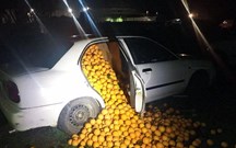 Roubam quatro toneladas de laranjas em dois carros e uma carrinha!
