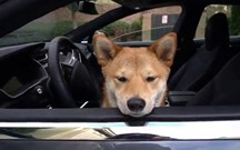 “Modo Cão” para os Tesla chega esta semana
