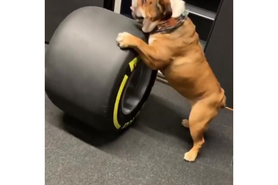 F1: Cão de Lewis Hamilton tentou "morder" pneu 