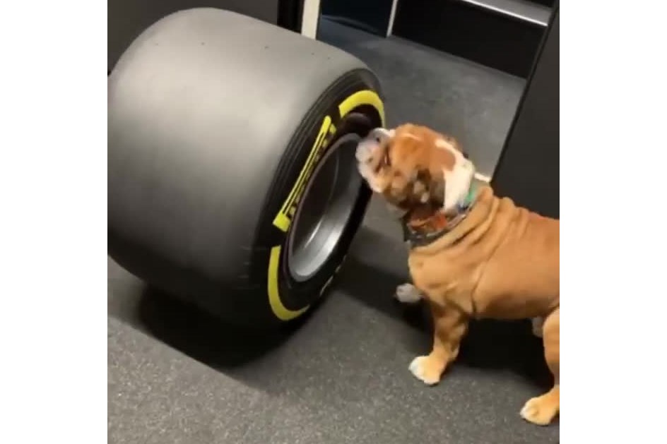 F1: Cão de Lewis Hamilton tentou "morder" pneu 