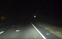 Tesla com Autopilot detectou coelho na escuridão e desviou-se sozinho