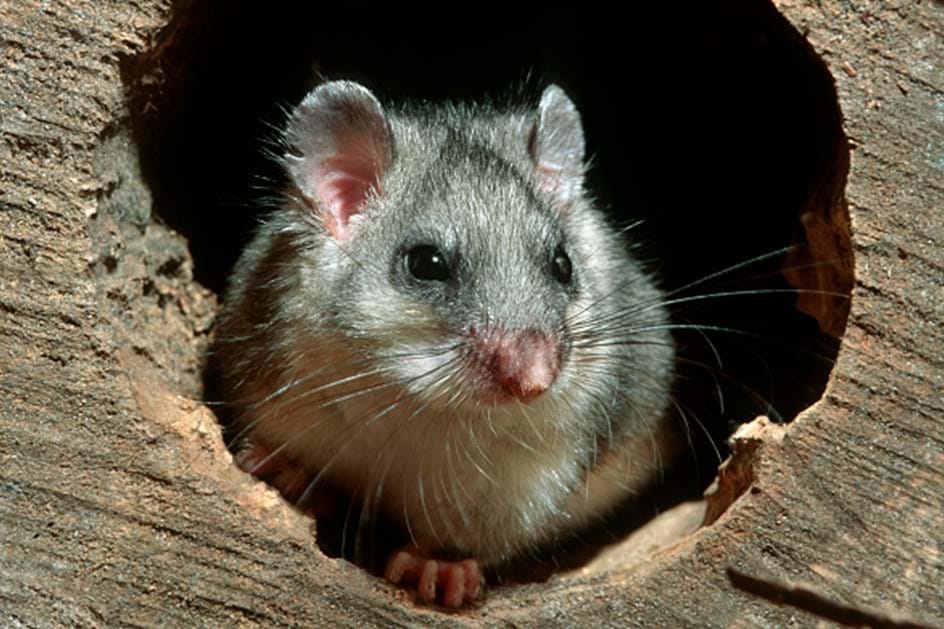 Consegue imaginar ratos a conduzir? Investigadores ensinaram os animais para lhes reduzir o stress