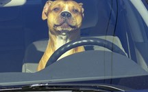 Arco-da-velha: detido nos EUA por ensinar cão a conduzir automóvel