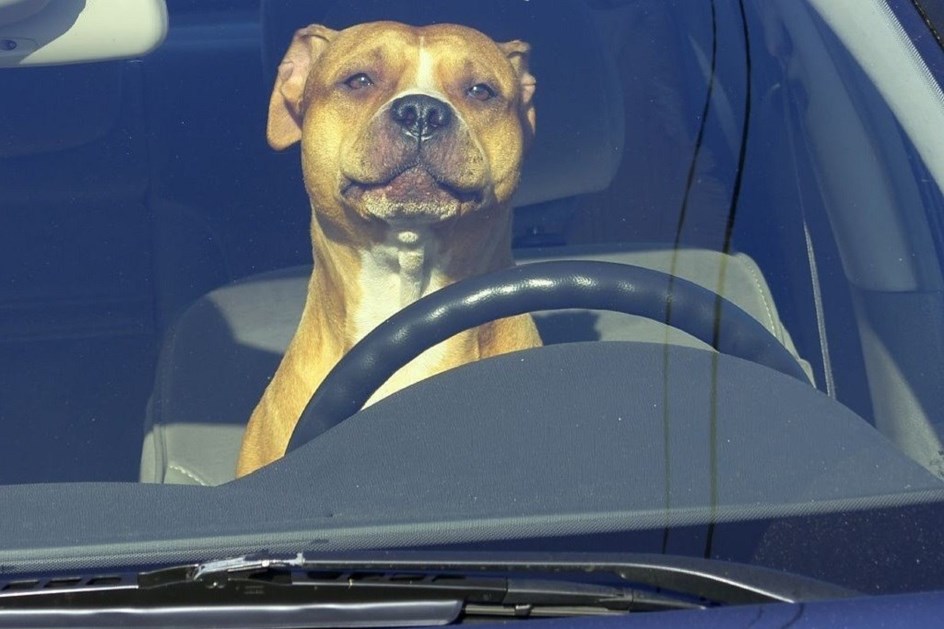 Arco-da-velha: detido nos EUA por ensinar cão a conduzir automóvel