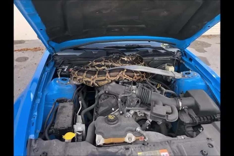 Cobra pitão esconde-se no motor de Ford Mustang