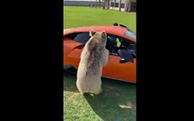 Força da natureza: urso arranca porta de Lamborghini