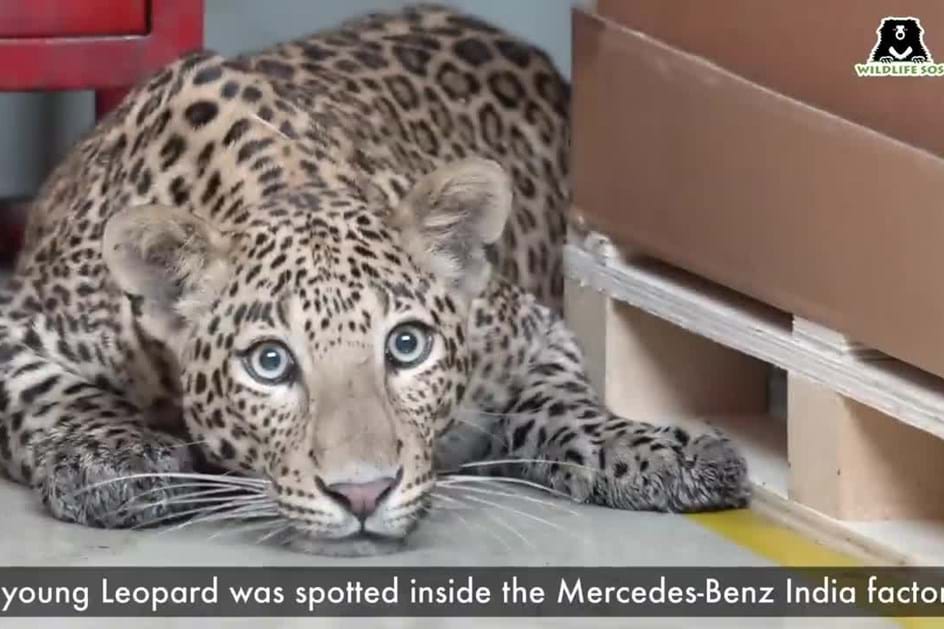 Leopardo invade fábrica da Mercedes e pára produção