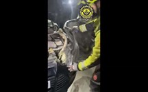 Condutor descobre maior cobra da Europa… no motor do carro!
