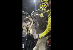 Condutor descobre maior cobra da Europa… no motor do carro!