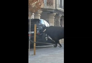 Touro à solta destrói carro em garraiada espanhola