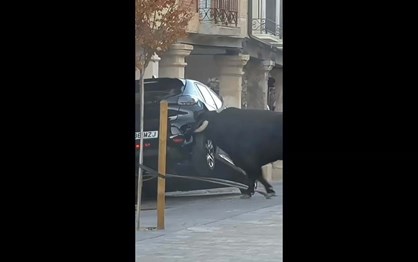 Touro à solta destrói carro em garraiada espanhola