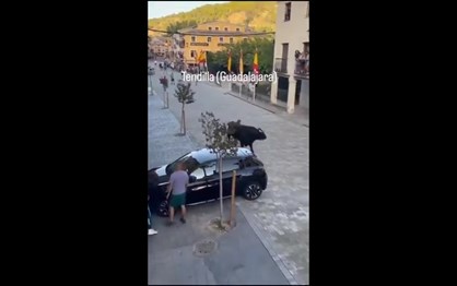 Touro à solta destrói carro em garraiada espanhola