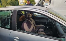 Em Marselha: cadela abandonada em carro uma semana sem água nem comida