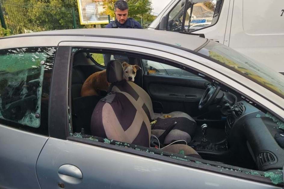 Em Marselha: cadela abandonada em carro uma semana sem água nem comida