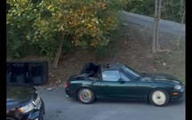 Natureza selvagem: urso devora capota de Mazda MX-5