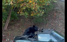 Natureza selvagem: urso devora capota de Mazda MX-5