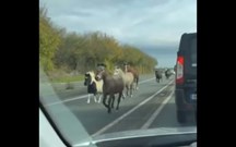 Abram alas e deixem os póneis passar… pela estrada fora?!