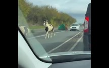 Abram alas e deixem os póneis passar… pela estrada fora?!