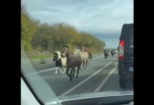 Abram alas e deixem os póneis passar… pela estrada fora?!