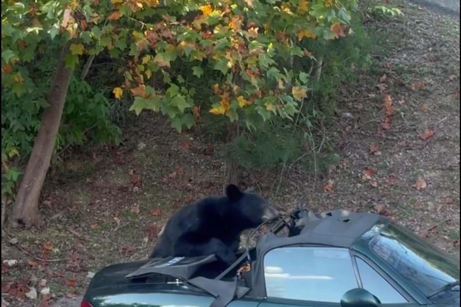 Natureza selvagem: urso devora capota de Mazda MX-5