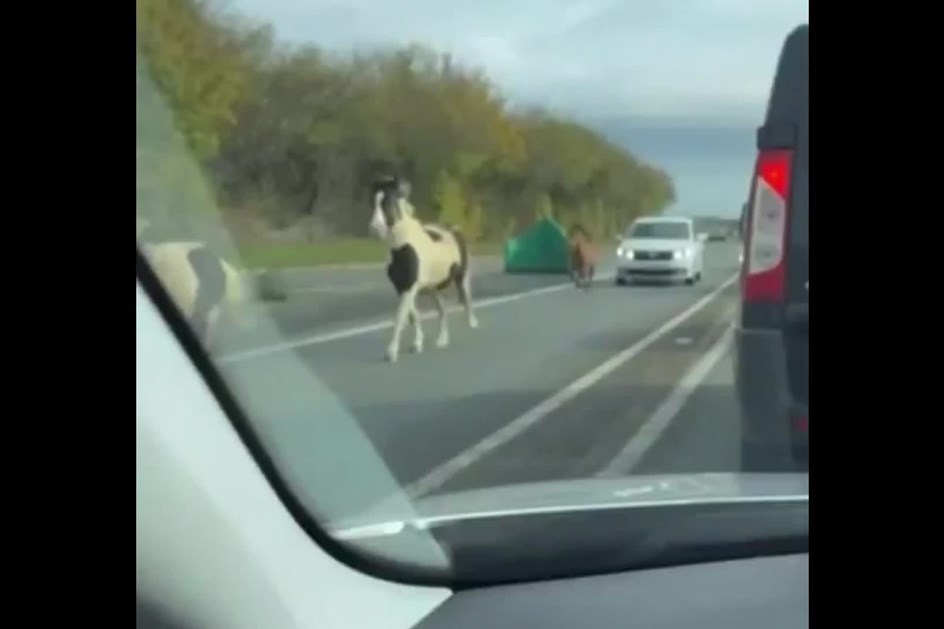 Abram alas e deixem os póneis passar… pela estrada fora?!